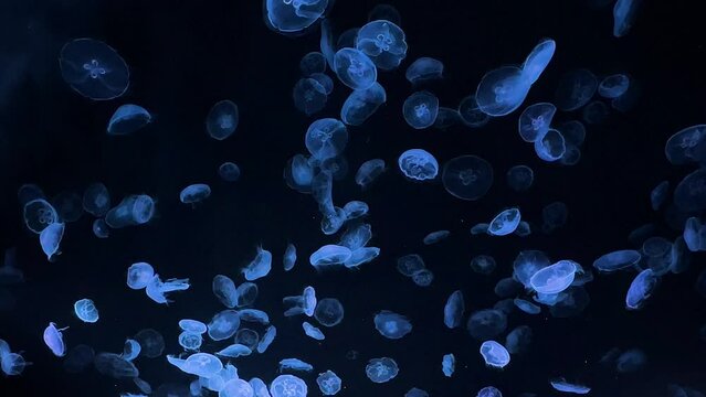 moon jellyfish ranbow color 4K UHD
