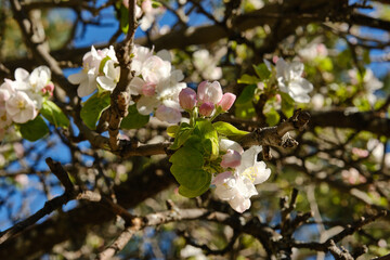 Close up of almond tree flowers with branches