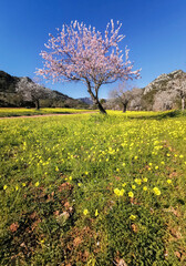 Solemn Bloom: A Single Almond Tree Amidst a Field of Wildflowers