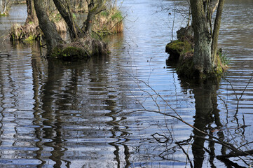 A spring flood in the forest is caused by melting snow. Flooded trees in bright sunny morning.