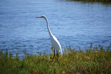 Reiher, Kranich am Wasser
