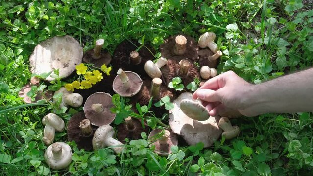 Many large and small mushrooms of Champignons lie in the green grass. High quality photo