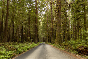 Fototapeta premium redwood forest road