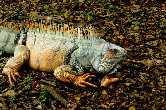 Iguana en la tierra con hojas