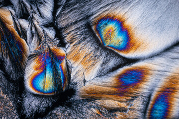 Colorful iridescence on a microscopic view of butterfly wings