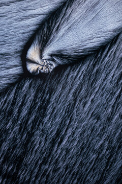 Abstract close-up of animal fur texture