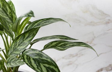 green leaves of the aglaonema plant on a light marble background