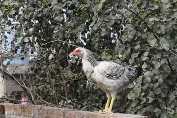 asil chicken | asil kukad | laal kuad