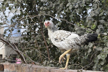 asil chicken | asil kukad | laal kuad