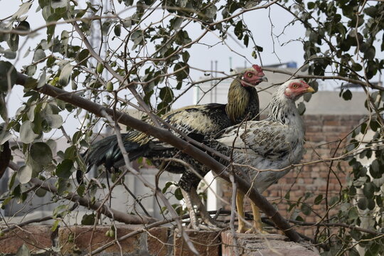 asil chicken | asil kukad | laal kuad