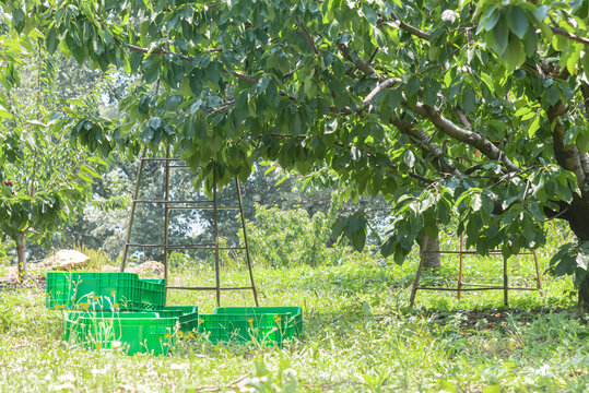 Plastic crates and ladders in cherry orchard