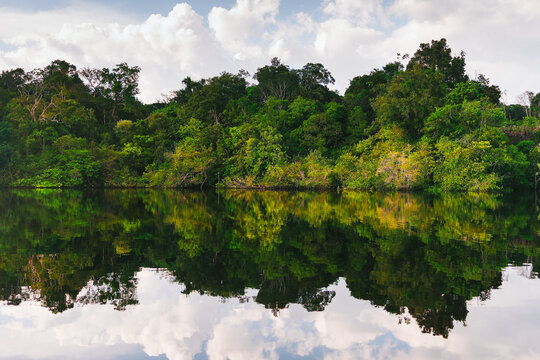 Reflexo de &aacute;rvores na &aacute;gua em Rio da Amaz&ocirc;nia Brasileira