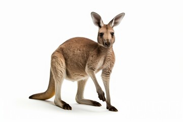 Kangaroo isolated on white background clipart