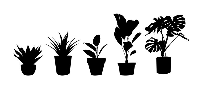 Set of potted plant silhouette,  - vector illustration