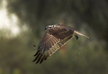 Closeup of a Osprey after a dive at Qudra lake while fishing, Al Marmoom Desert Conservation Reserve