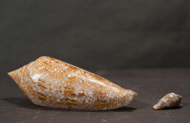 mollusca, conchiglie, invertebrati marini, mar mediterraneo, molluschi marini, shell, sea, nature, seashell, beach, ocean, isolated, marine, object, conch, spiral, summer, animal, tropical, mollusk, d