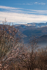 Fototapeta na wymiar Snowy mountains Sierra Nevada and blooming almond trees in Andalusia, Spain.