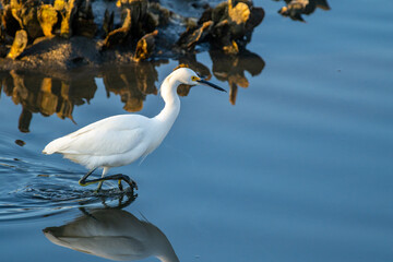 Snowy Egret by Oyster Bed