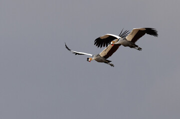 Fototapeta na wymiar A pair of Grey crowned crane flying at Qudra Lakes, Al Marmoom Desert Conservation Reserve, UAE