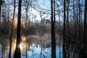 Morning Light at Pond in Swamp