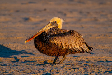 Brown Pelican on Ground