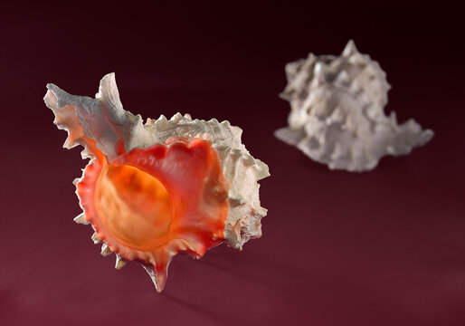 Murex, Hexaplex Erythrostomus common name Pink Throat Murex