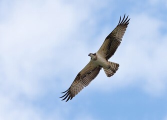 Obraz premium Osprey hovering at Qudra lake of Al Marmoom Desert Conservation Reserve, Dubai
