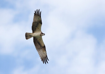 Osprey observing its prey from above at Qudra lake of Al Marmoom Desert Conservation Reserve, Dubai