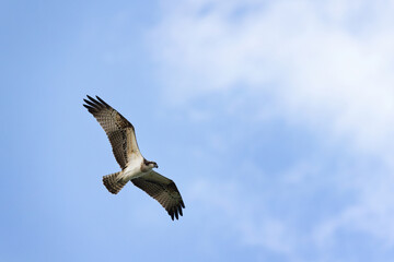 Obraz premium Osprey in flight at Qudra lake of Al Marmoom Desert Conservation Reserve, Dubai