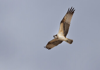 Osprey in flight at Qudra lake of Al Marmoom Desert Conservation Reserve, Dubai
