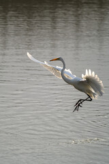 Great Egret Landing