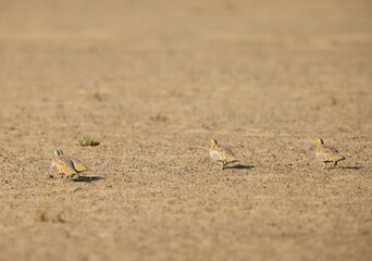 Pin-tailed sandgrouse at Al Marmoom Desert Conservation Reserve, UAE