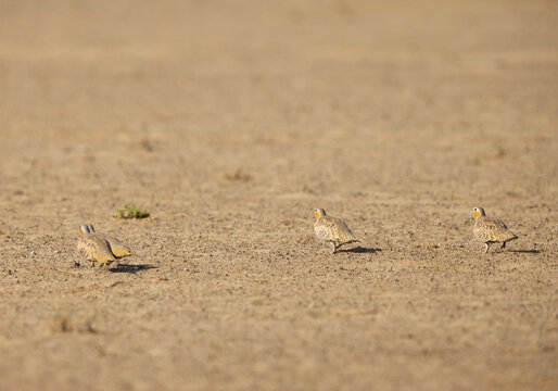 Pin-tailed sandgrouse at Al Marmoom Desert Conservation Reserve, UAE