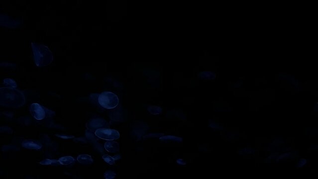moon jellyfish ranbow color 4K UHD