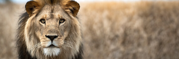 male lion in the wild with grass in background looking at camera. Panoramic banner