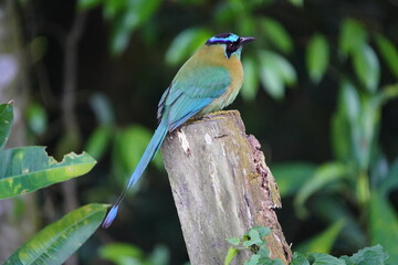 The turquoise-browed motmot (Eumomota superciliosa) is a colourful, medium-sized bird of the motmot family, Momotidae. Costa Rica.