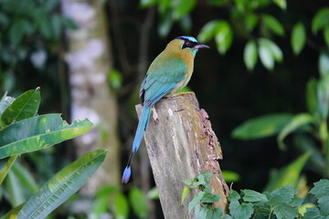The turquoise-browed motmot (Eumomota superciliosa) is a colourful, medium-sized bird of the motmot family, Momotidae. Costa Rica.