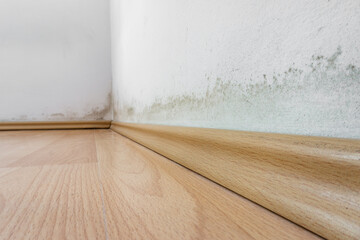 Mold on a wall above the laminate flooring, black and green fungus on white wall 