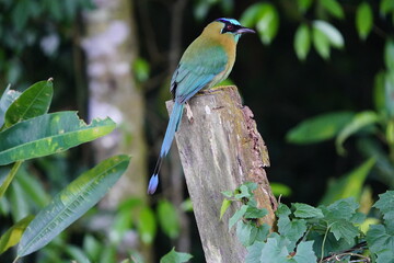 The turquoise-browed motmot (Eumomota superciliosa) is a colourful, medium-sized bird of the motmot family, Momotidae. Costa Rica.