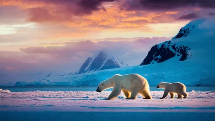 Fototapeten polar bear with cub on the ice at sunset © Mariusz Blach