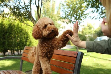 Cute dog giving high five to woman in park, closeup