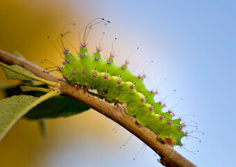 Caterpillar Bruco di Saturnia pyri. Sassari, sardegna, Italy