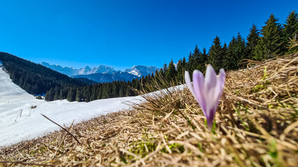 Field of white and purple crocuses flowers in full bloom on idyllic alpine meadow on Dreilaendereck in Karawanks, Carinthia, Austria. Remote alpine landscape in springtime, Austrian Alps, Europe - obrazy, fototapety, plakaty