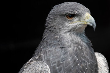 A Chilean Blue Eagle. Also known as the Black-Chested Buzzard-Eagle, the Chilean Blue Eagle is a South American bird of prey from the Buteo genus. 