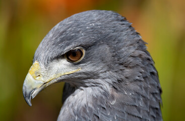 A Chilean Blue Eagle. Also known as the Black-Chested Buzzard-Eagle, the Chilean Blue Eagle is a South American bird of prey from the Buteo genus. 