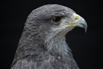A Chilean Blue Eagle. Also known as the Black-Chested Buzzard-Eagle, the Chilean Blue Eagle is a South American bird of prey from the Buteo genus. 