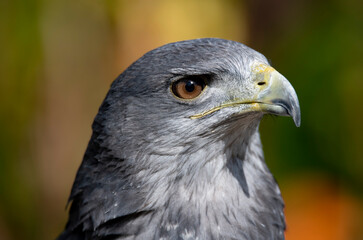 A Chilean Blue Eagle. Also known as the Black-Chested Buzzard-Eagle, the Chilean Blue Eagle is a South American bird of prey from the Buteo genus. 
