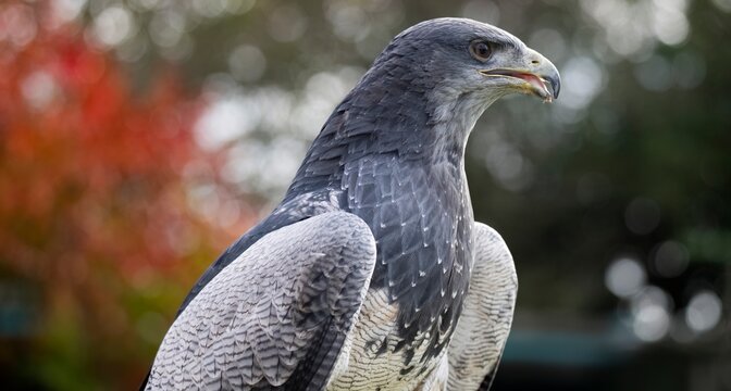 A Chilean Blue Eagle. Also known as the Black-Chested Buzzard-Eagle, the Chilean Blue Eagle is a South American bird of prey from the Buteo genus. 