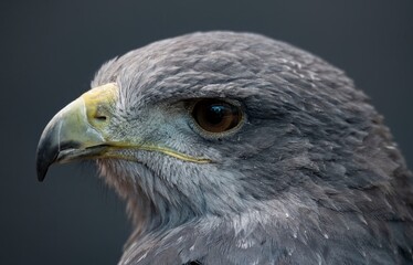 A Chilean Blue Eagle. Also known as the Black-Chested Buzzard-Eagle, the Chilean Blue Eagle is a South American bird of prey from the Buteo genus. 