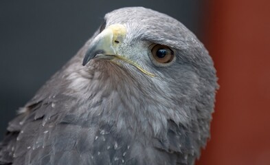 A Chilean Blue Eagle. Also known as the Black-Chested Buzzard-Eagle, the Chilean Blue Eagle is a South American bird of prey from the Buteo genus. 